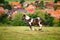 Mustang horse running at the mountain farm