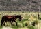 Mustang Mare with Foal On BLM land Near California Highway 120