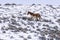 Mustang Mare with Foal in Snow