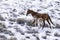 Mustang Mare with Foal in Snow