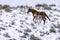 Mustang Mare with Foal in Snow