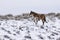 Mustang Mare with Foal in Snow