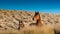 A mustang mare and her in the high desert