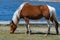 Mustang wild horse