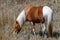 Mustang wild horse