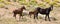 Mustang Wild Horse Mare watchful mother with her baby bay foal and yearling colt in the Pryor Mountains Montana USA