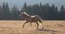 Mustang Wild Horse Palomino stallion running in the Pryor Mountains Wild Horse Range in Wyoming United States