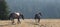 Mustang Wild Stallions chasing one another while fighting in the Pryor Mountains Wild Horse Range in Wyoming USA