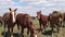 Mustangs faces close-up, wild horses and horseflies, animals look at camera
