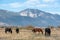 Mustangs in high desert in the Washoe Lake