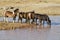 Mustangs Pausing for a Drink at Waterhole