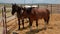 Mustangs at the Ranch