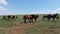 Mustangs in the Rostov natural reserve, group of wild horses, spring day