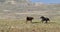 Mustangs Running Free on the McCullough Peaks wild horse range