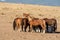 Mustangs by the water tank