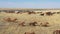 Mustangs. Wild horses galloping in the steppe, aerial view