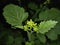 Mustard bud yellow colour flowers natural photography leaf buds