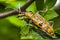 Mustard color bug on green leaf in season forest