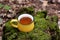 Mustard-colored cup with herbal tea in the forest on a stump and moss. calm time of relaxation in nature