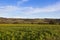 Mustard crop in autumn