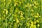 Mustard crop field leaf honeybee nature yellow flowers countryside bright day