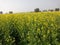 Mustard crop in indian farming