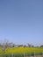 Mustard cultivation and farm house in the village.