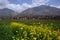 Mustard cultivation in himalayas, india