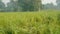 Mustard is a dicotyledonous plant of the Brassica or Crucifera family. It is an oilseed. Vast mustard fields of Bangladesh.