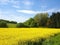 Mustard farm in Luxembourg, Europe