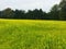 Mustard farm in Luxembourg, Europe