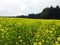 Mustard farm in Luxembourg, Europe