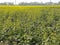 Mustard Farm view in Beautiful Fresh Sunny Morning in Punjab India