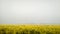 Mustard farming field, Yellow mustard flowers