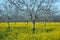 Mustard Field