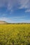 Mustard Field