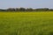 Mustard field