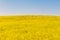 Mustard field and blue sky