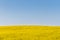 Mustard field and blue sky