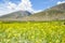 Mustard field with mountain background,