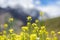 Mustard field with mountain background,