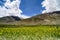 Mustard field with mountain background,