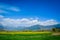 Mustard Field of Pahalgam, Jammu and Kashmir, India