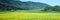 Mustard Fields