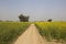 Mustard fields in abohar