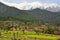 Mustard fields in Kangra valley against the backdrop of snow clad Himalayas