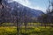 Mustard fields with mountains in the background, Manali, Himachal Pradesh, India