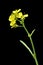 Mustard flower