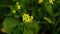 Mustard flower in mustard farming.