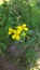 Mustard flower, Mustard flower wallpaper